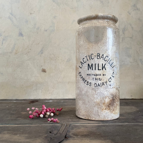 Antique Lactic-Bacilli Dairy Pot