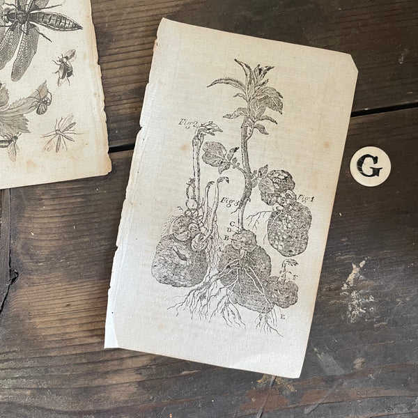 Antique Book Plates