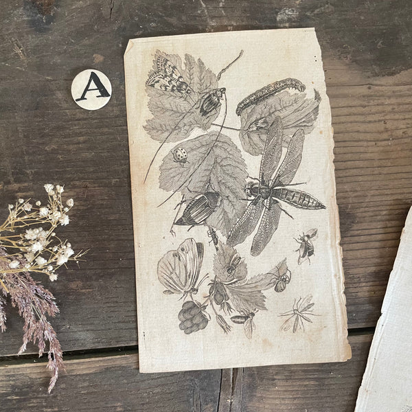 Antique Book Plates