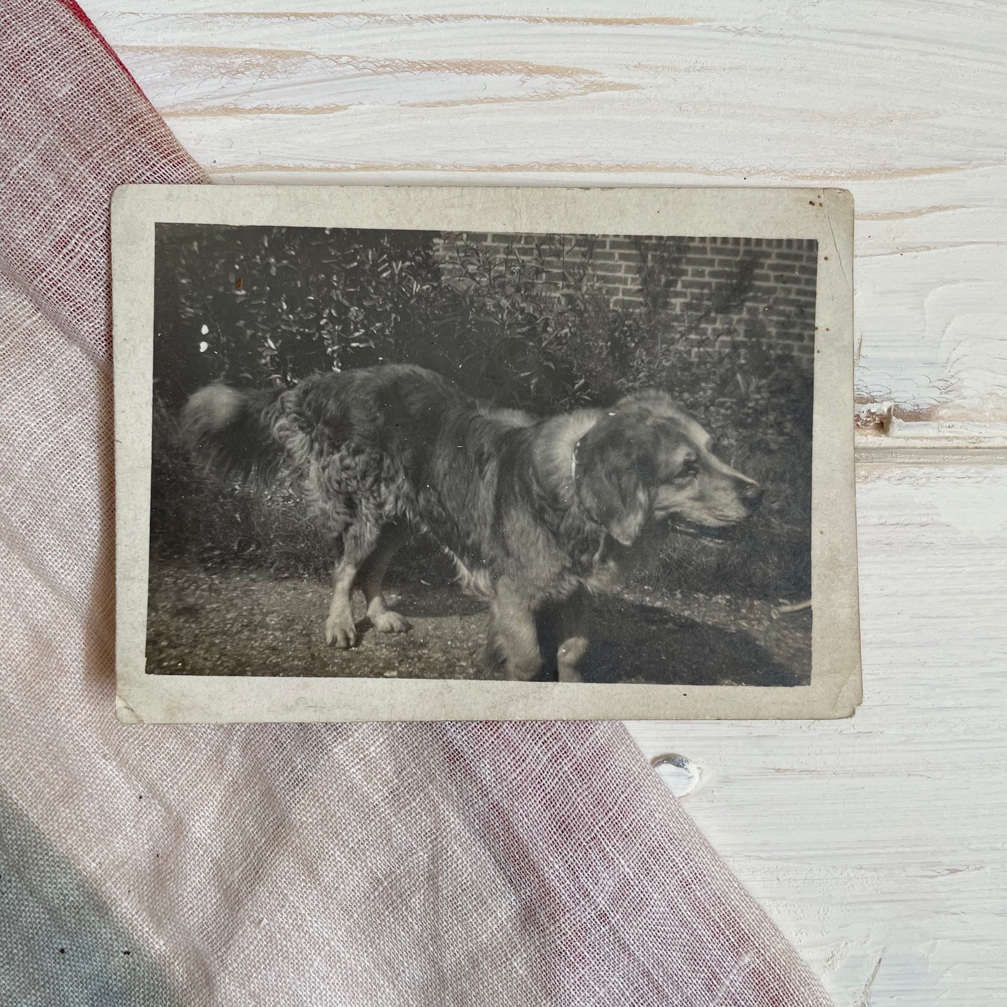 Vintage Photograph of a Dog