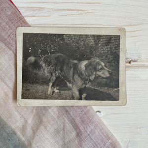 Vintage Photograph of a Dog