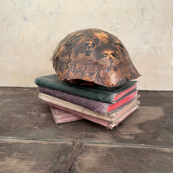 Antique Unusual Tortoise Shell Taxidermy