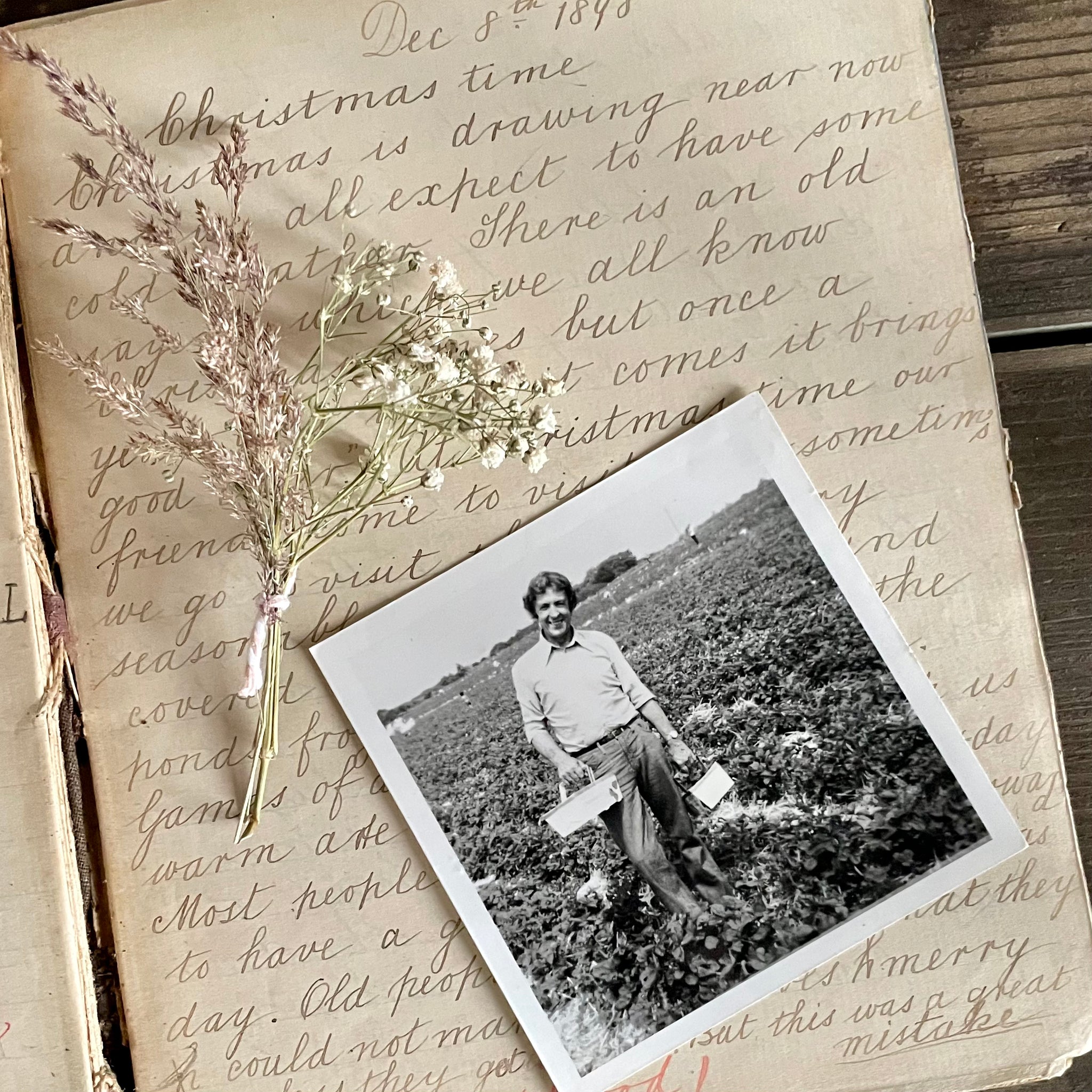 Vintage Strawberry Picking Photograph