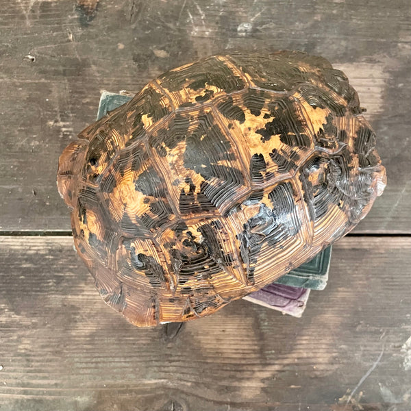 Antique Unusual Tortoise Shell Taxidermy